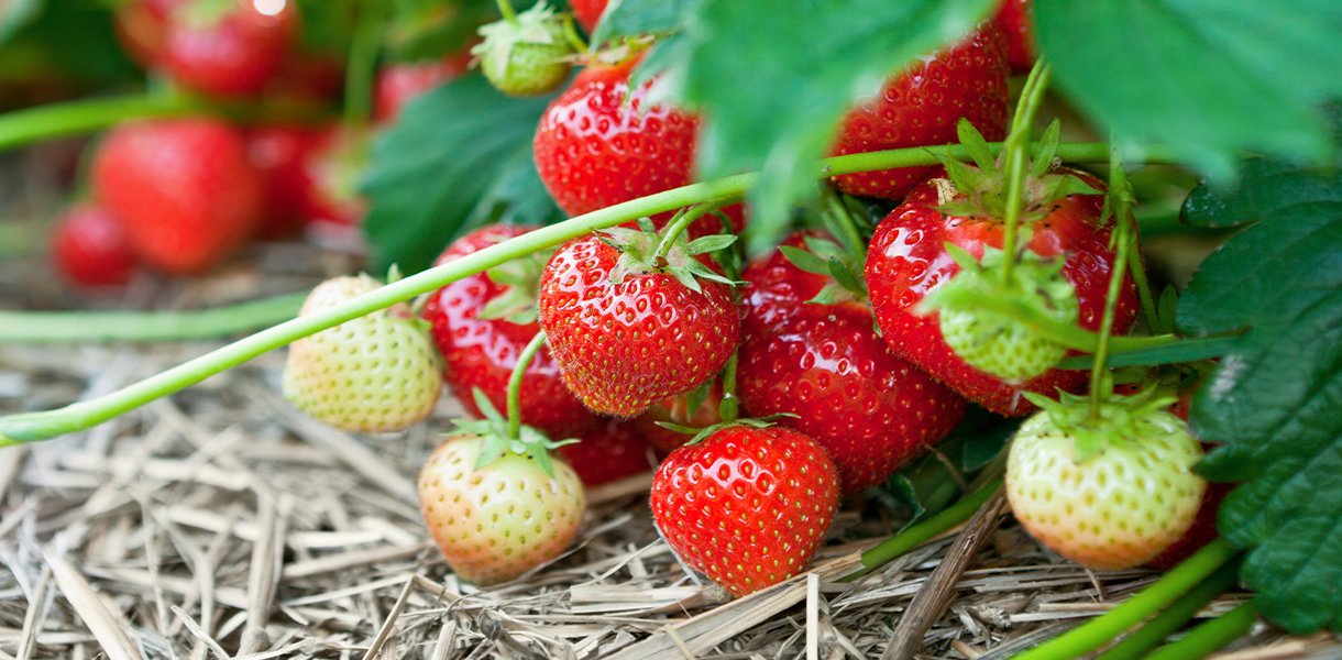 Temperatur og fuktighet - Smartgrow